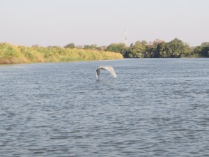 2016-08-16 Okavango 08b Goliath Heron