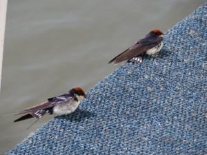 2016-08-16 Okavango 11f Wire-tailed swallow