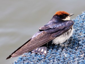 2016-08-16 Okavango 11g Wire-tailed swallow