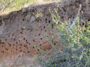 2016-08-16 Okavango 17f Bee Eater