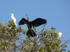 2016-08-16 Okavango 18h African Darter & Egret
