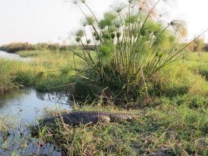 2016-08-16 Okavango 19l Crocs