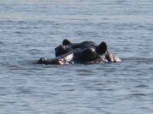 2016-08-16 Okavango 23b Hippos