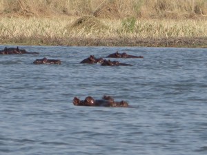 2016-08-16 Okavango 23h Hippos