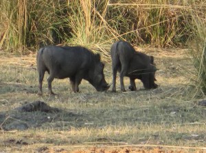 2016-08-18 b MoTNP 37 Wart Hogs