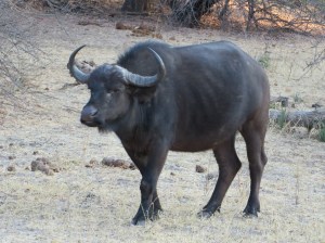 2016-08-18 b MoTNP 41 Water Buffalo
