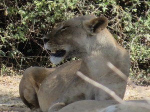 2016-08-19 Chobe NP 06d Lions