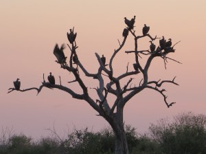 2016-08-19 Chobe NP 07c Vultures