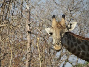 2016-08-19 Chobe NP 11a Giraffe