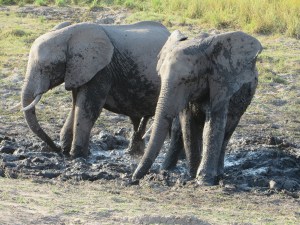 2016-08-19 Chobe NP 13a Elephants