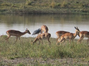 2016-08-19 Chobe NP 15a Impala