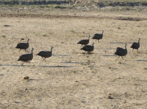 2016-08-19 Chobe NP 20 Helmeted Guinea Fowl