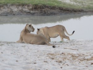 2016-08-19 Chobe NP 25a Lions