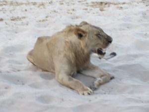 2016-08-19 Chobe NP 25b Lions