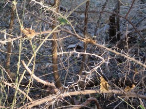 2016-08-25 Moremi Game Reserve 06 Thorns!