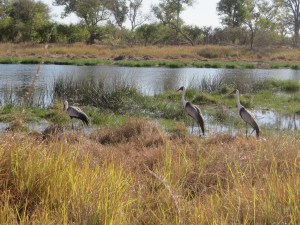2016-08-25 Moremi Game Reserve 47 Water Cranes