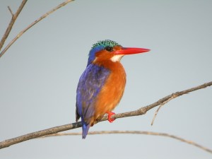 6601082407_4b74ff5408_b